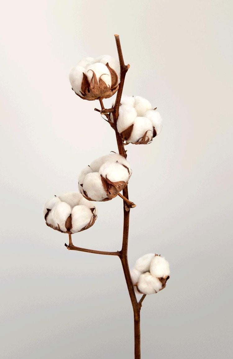 COTTON